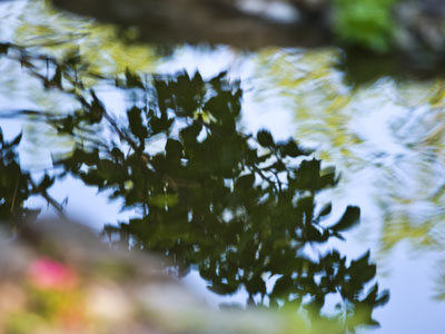 Impressions of Smith Garden.