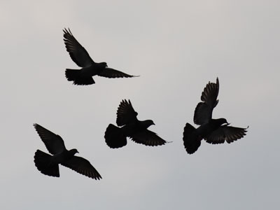 The morning commute.