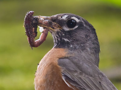 It`s important to realize that photos like this don`t just happen.  They`re the result of patience, effort and skill.