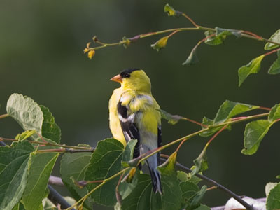 I greet the dawn and not a setting sun. PAUL LAURENCE DUNBAR