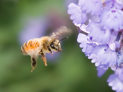 Many useless photos are taken before one like this.