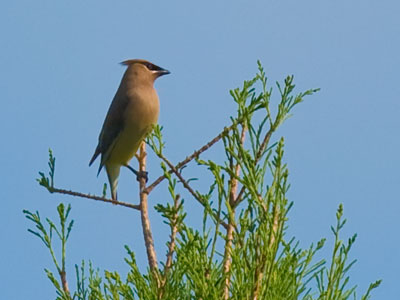 I like the sleek look of the cedar waxwing.