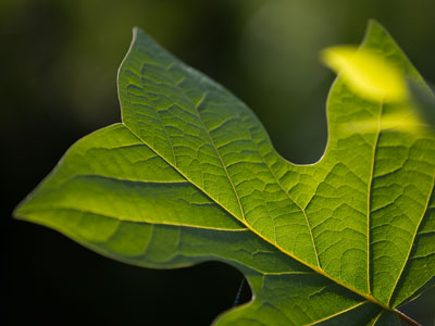 As I take one picture, I`m listening for the next one:  `There`s a young robin to the left and it sounds hungry.  Cardinal -- only a female.  Woodpecker -- way too high.`