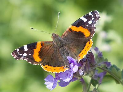 I got bored after ten minutes of watching this butterfly on a dull shrub, so I persuaded it to move to a flower.