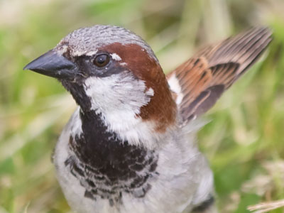 My eye is on the sparrow`s eye.