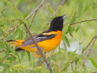 This was only the second time I`ve seen an oriole.