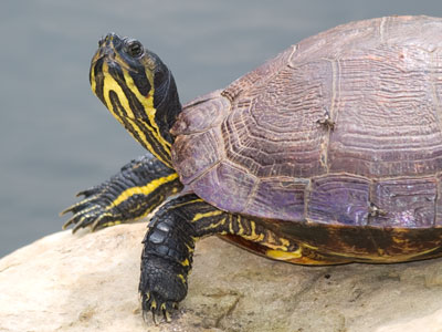 This turtle could move very fast when swatting flies.