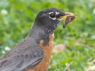 There must be an awful lot of worms down there.