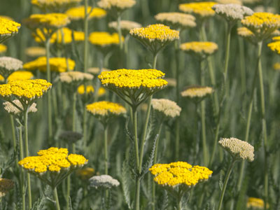 I have a hard time appreciating flowers without petals.