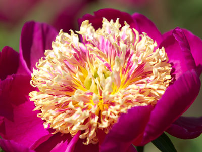 It`s a floral explosion!