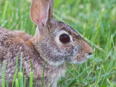 I can show you the other 17 photos I took of this rabbit if you really want to see them.