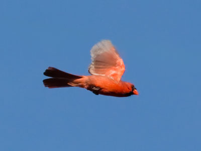 Things to do, places to go.