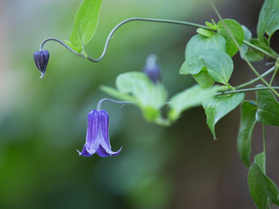 I shot this picture before 9:00 am and it took me about twelve hours before I started to like it.