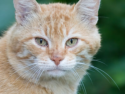 This cat -- and its fleas -- would soon flee.