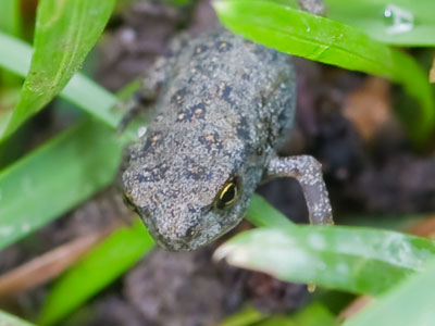 On the ground were lots of tiny frogs -- smaller than a thumbnail -- that had been tadpoles five minutes earlier.