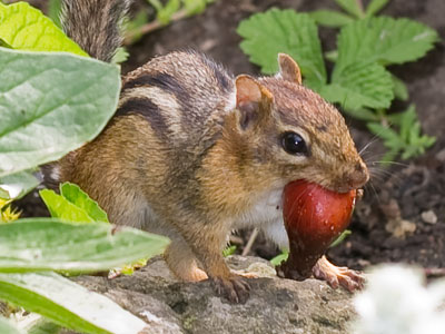 One of my most extraordinary experiences happened when this little guy placed a morsel of food at my feet.  I felt like an honorary member of the chipmunk kingdom.