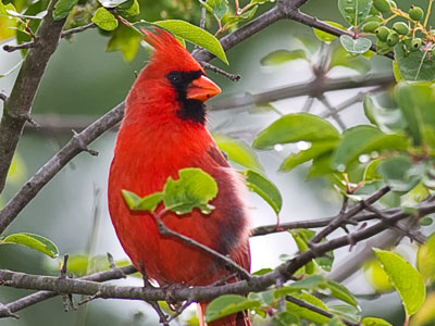 Cardinals are usually skittish, but we were both enjoying this beautiful spring morning, so we shared a moment.