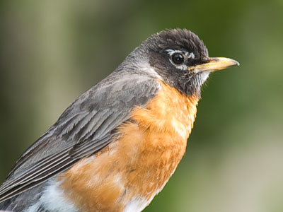 This is shaping up to be a bird day.