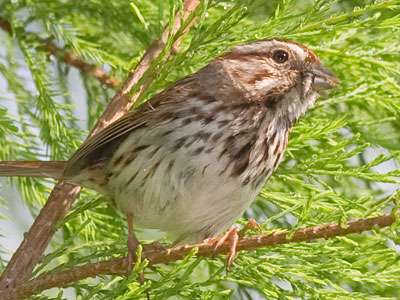 I was hoping a bird would offer me a tasty worm or bug, but they weren`t as generous as yesterday`s chipmunk.