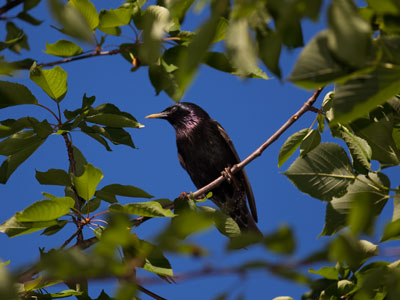 Sitting in judgment.