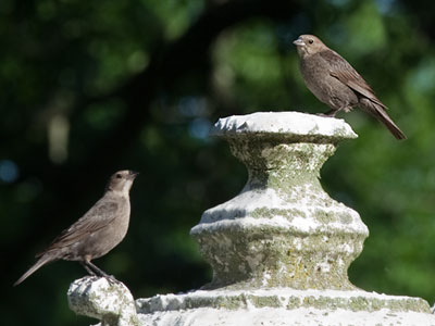 Till death do us part.