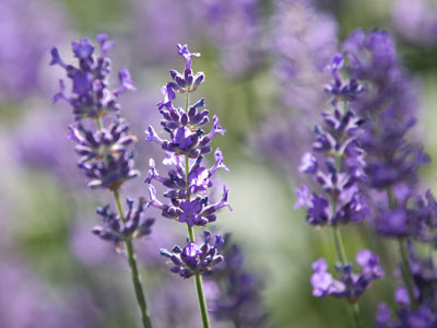 Another sunrise, another picture of flowers.