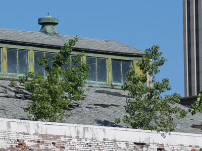 This is how those giant trees at Angkor Wat got started.