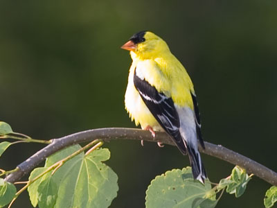 Sunshine on my shoulders makes me happy. JOHN DENVER