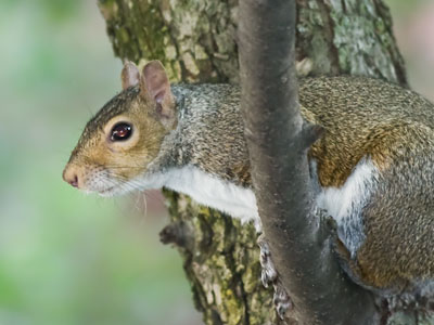 Basically a tree-dwelling rat.