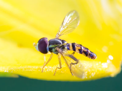 This tiny creature exists for a purpose.