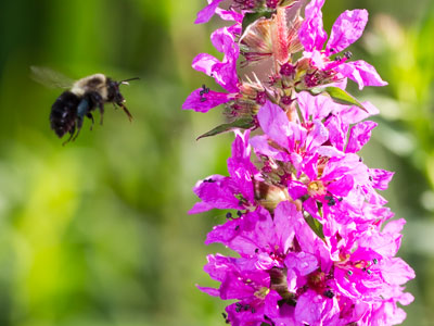 That first cup of pollen in the morning is always the best.