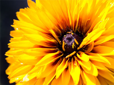 I looked down to see a miniature sunrise at my feet.