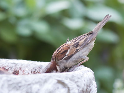 Ewww . . . don`t drink your bath water!