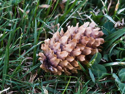 On a day like this, be happy you got a pine cone.