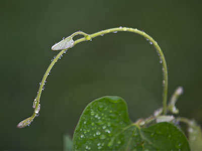 It was a drippy morning.