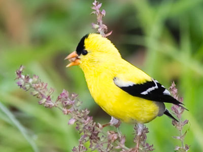 The Hungry, Hungry Goldfinch.