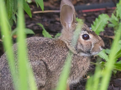 `Oh dear! I shall be too late!` LEWIS CARROLL