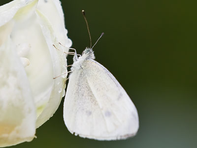 At this time of morning, they`re too chilly and wet to fly, so they have no choice but to endure my camera.