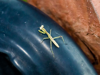 I`m often surprised by my ability to see tiny things.