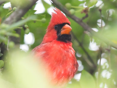 Madly preening his wet feathers.