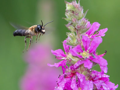 National Pollinator Week, June 20 - 26, is a time to celebrate pollinators and learn how to protect them.