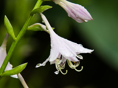 I appreciate people who plant flowers.