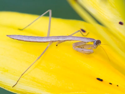 I`m glad they don`t get really big.