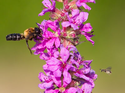 Two pollinators, large and small.