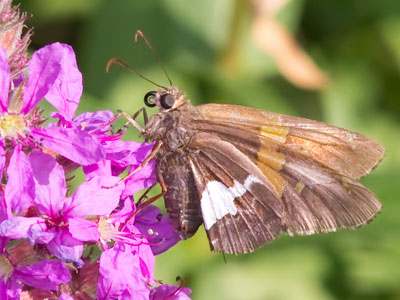 It was another beautiful morning in the garden.