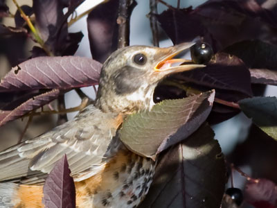 There was a berry feeding frenzy at this tree today.