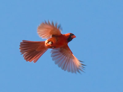 Quite possibly the same cardinal from June 1 above.