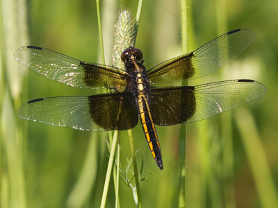 With bees scarce and butterflies almost nonexistent, this has been a big year for dragonfly photos.