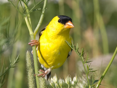 All it takes to get photos like this are an expensive, high-resolution camera and expensive telephoto lens.