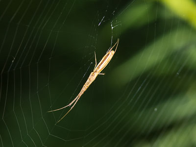 Trampoline of death.